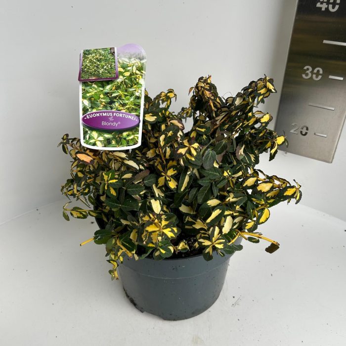 Euonymus fort. Blondy, D 23
