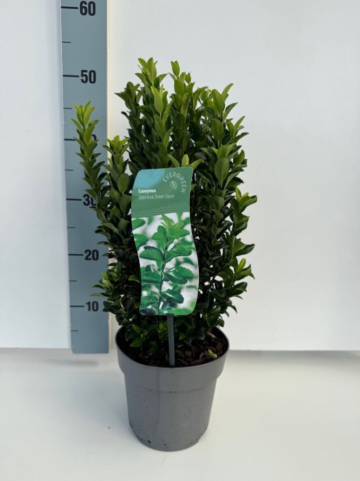 Euonymus Green Spire, D 17