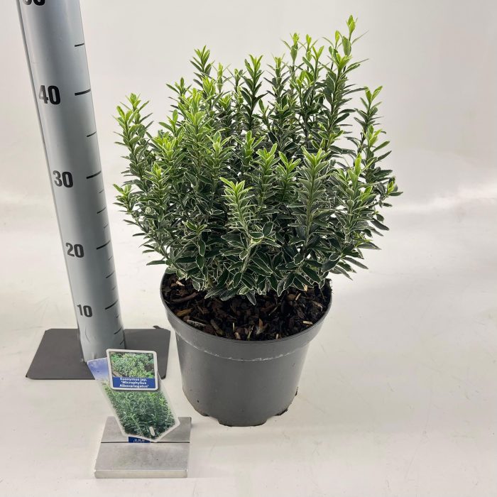 Euonymus jap. 'Micr. Albovariegatus', D 23