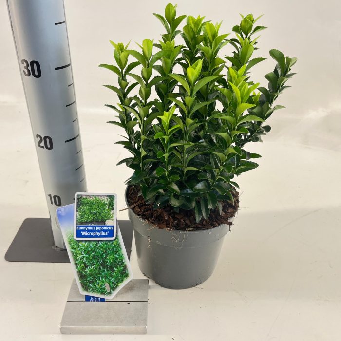 Euonymus jap. 'Microphyllus', D 17