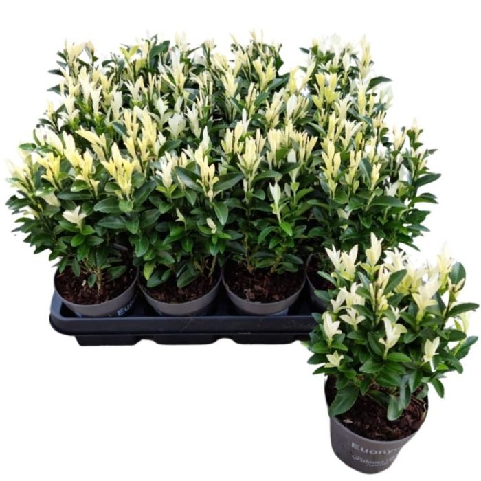 Euonymus jap. 'Paloma Blanca' p10, D 10