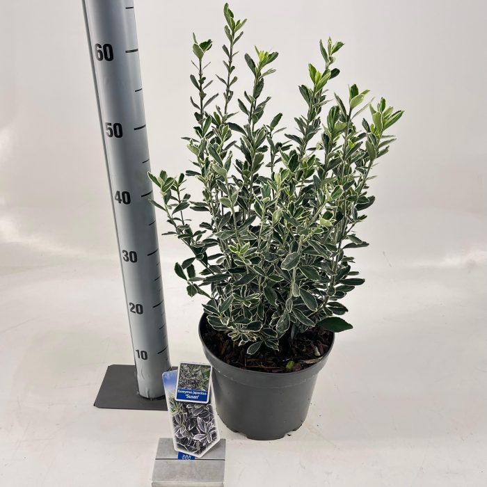 Euonymus jap. 'Susan', D 23