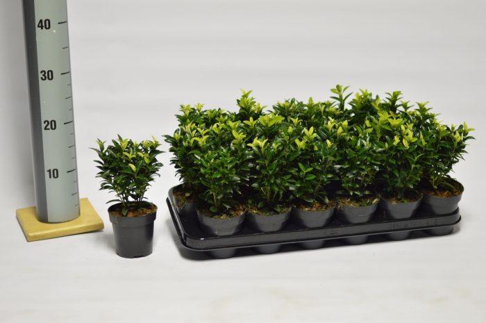 Euonymus jap. Paloma Blanca, D 9