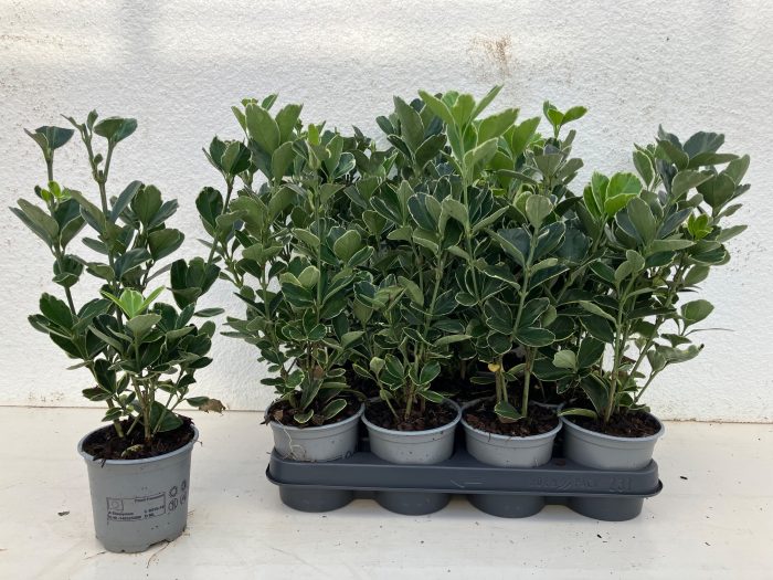 Euonymus japonicus Silver Simon, D 10,5