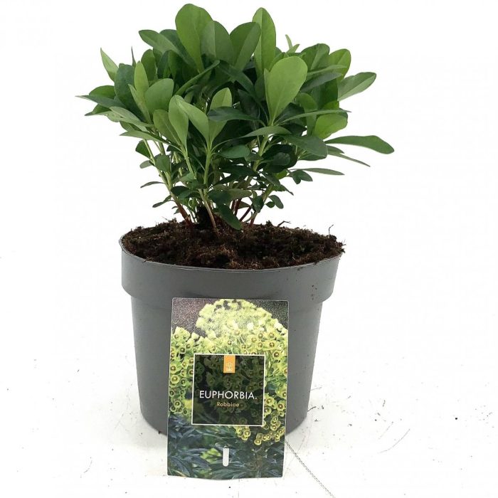 Euphorbia amygdal. robbiae, D 17