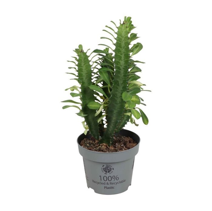 EUPHORBIA TRIGONA 'GREEN', D 12