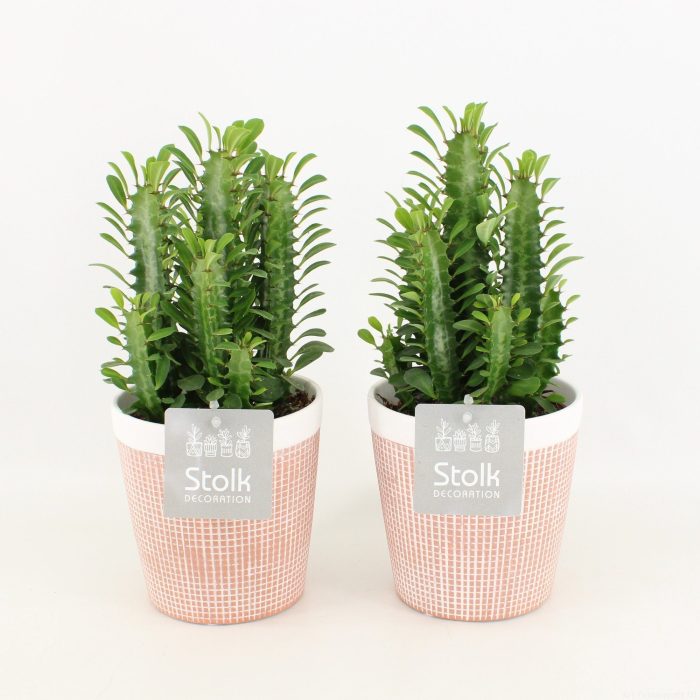 Euphorbia Trigona Groen in Terracotta Pot, D 13