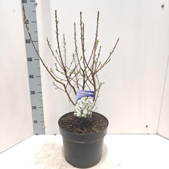 Exochorda racemosa 'Niagara' PBR, D 26