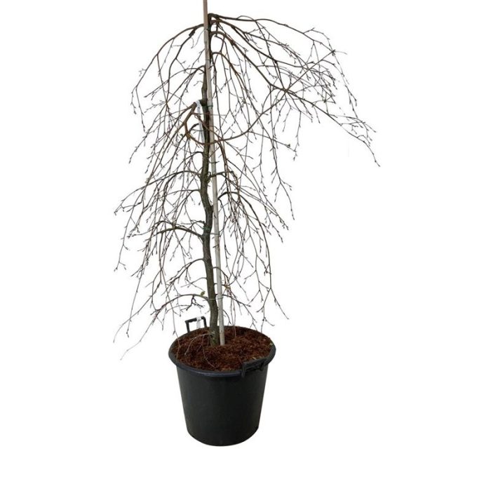 Fagus syl. 'Pendula', D 50