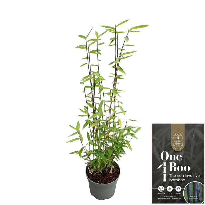 Fargesia nitida 'Black Dragon', D 17