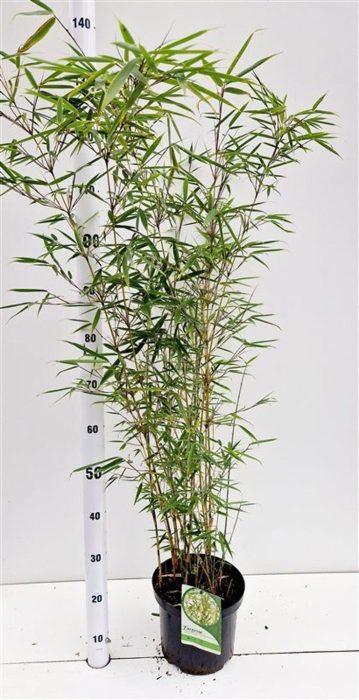 Fargesia robusta 'Campbell', D 23