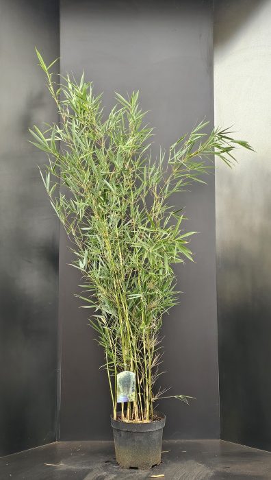 Fargesia robusta Campbell, D 29