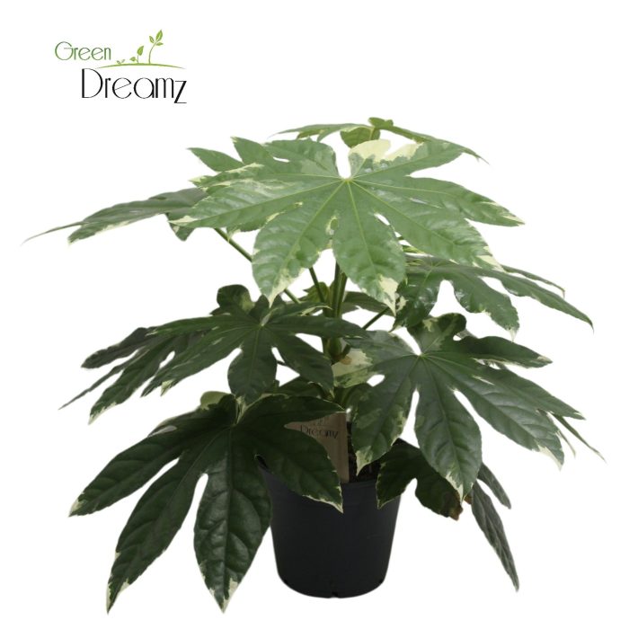 Fatsia Japonica Variegata, D 17