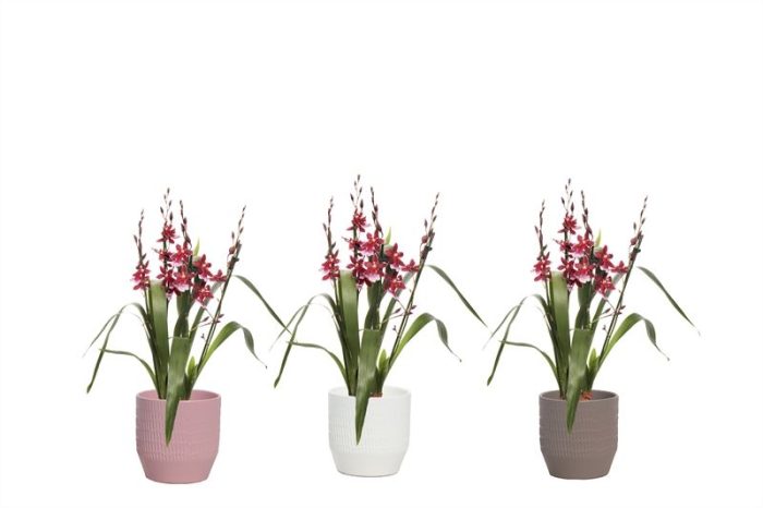 Fem p12 Granit mix p12 Cambria Barrocco Red 5-6T45+ regular, D 12