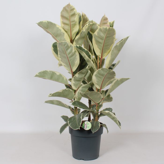 Ficus 'Tineke', D 27