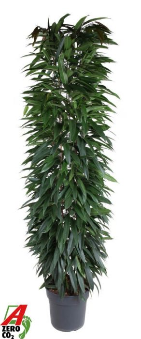Ficus Alii King zuil P35 (NO GAP), D 35