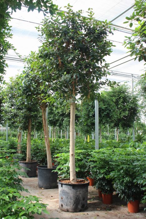 Ficus Australis, D 80