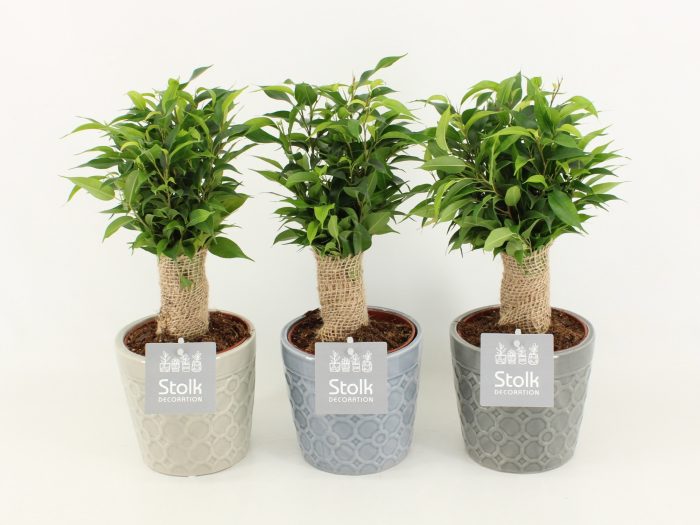 Ficus Benjamina Natasja in Gaia keramiek, D 13