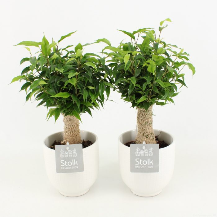 Ficus Benjamina Natasja in Liv keramiek, D 13