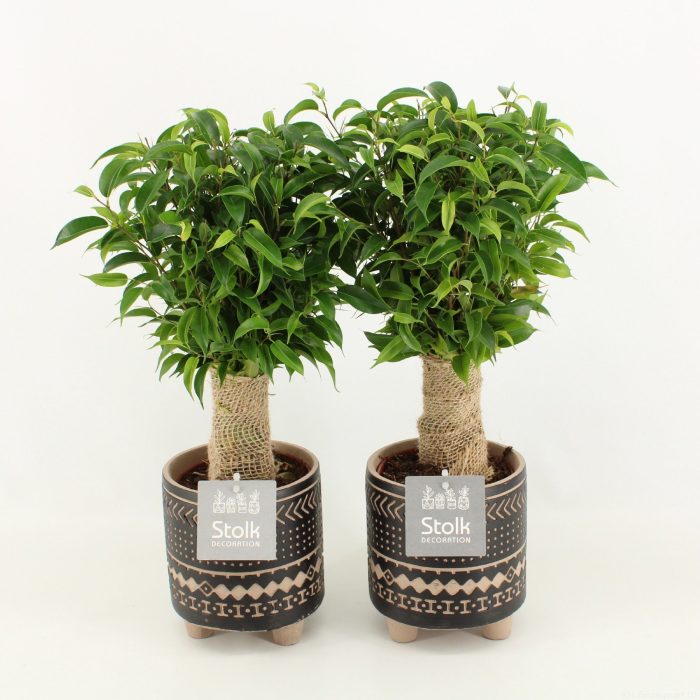 Ficus Benjamina Natasja in Maya keramiek, D 13