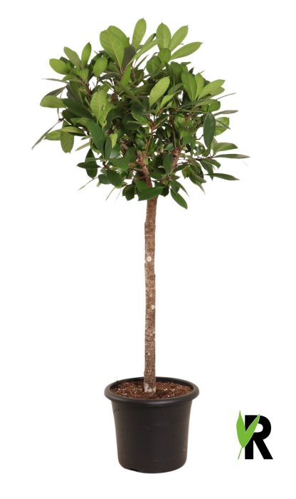 Ficus Cyathistipula op stam, D 40