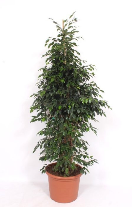Ficus Danielle, D 50