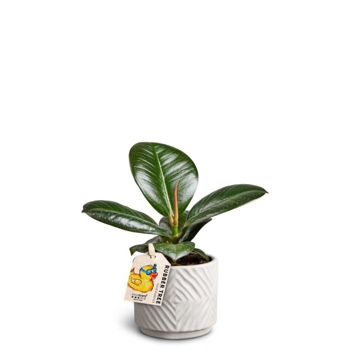 FICUS ELASTICA 'SOFIA' 40620625 Dune, D 7