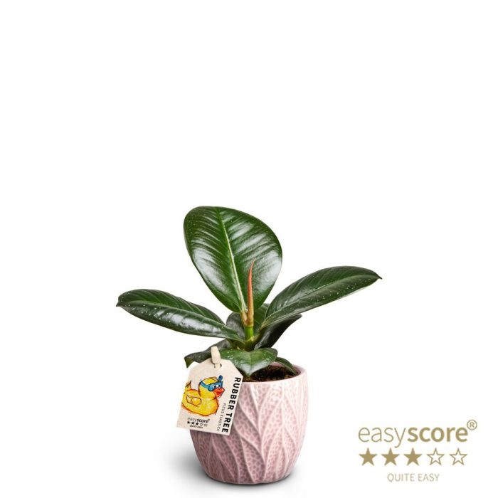FICUS ELASTICA 'SOFIA' 40620636 Leaf Rosa, D 7