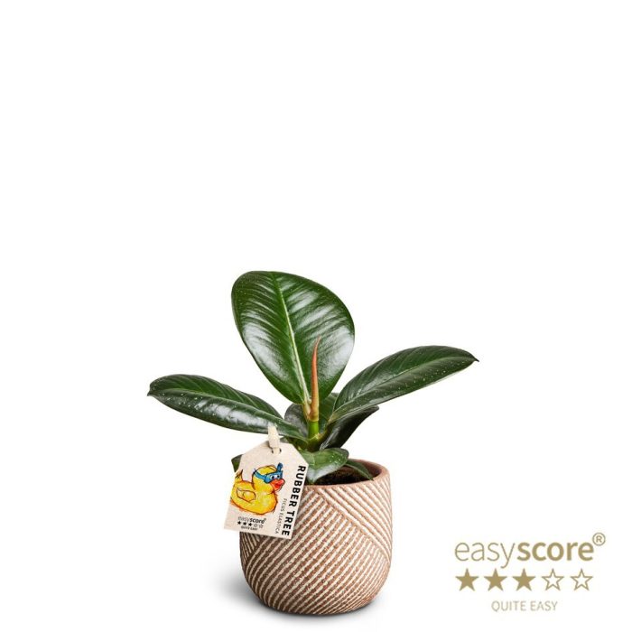 FICUS ELASTICA 'SOFIA' 40620642 Grove, D 7