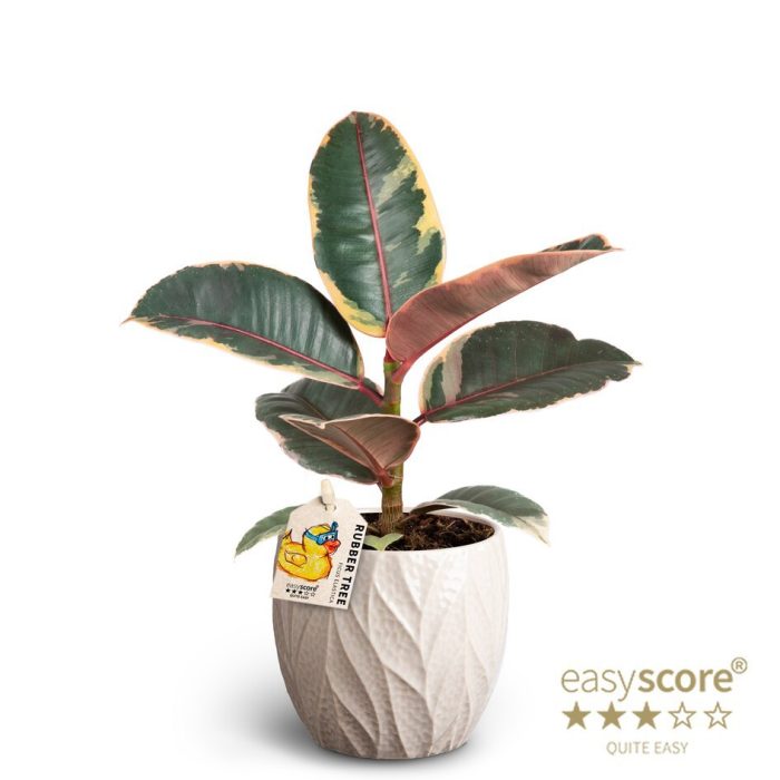 FICUS ELASTICA 40920237 Leaf Sand Belize, D 10