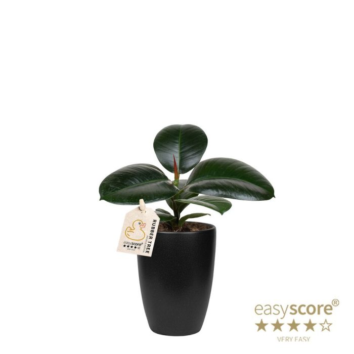 FICUS ELASTICA 40920611 Classic Black Sofia, D 9