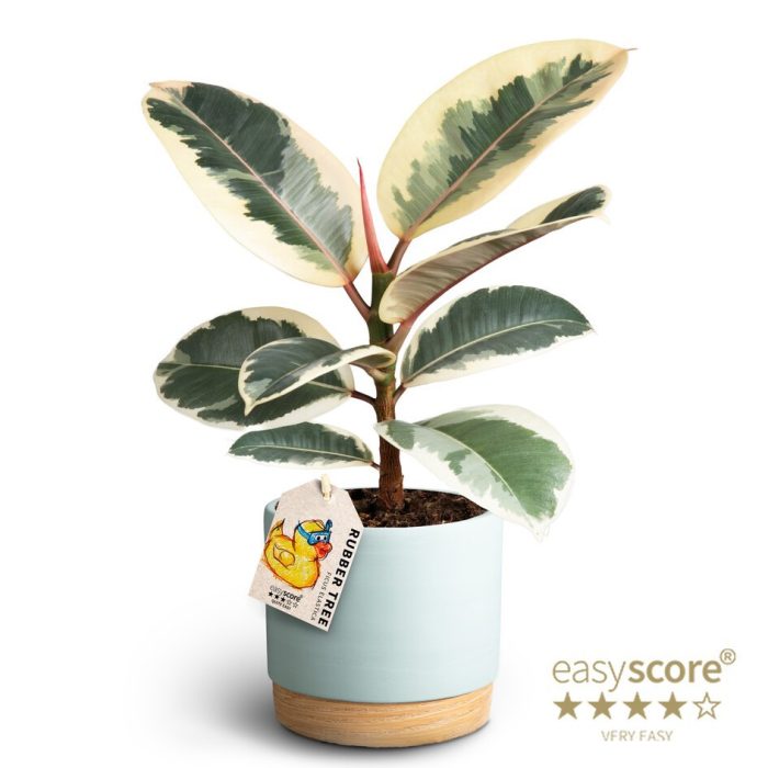 FICUS ELASTICA 41120787 WB Sky Blue Tineke, D 12