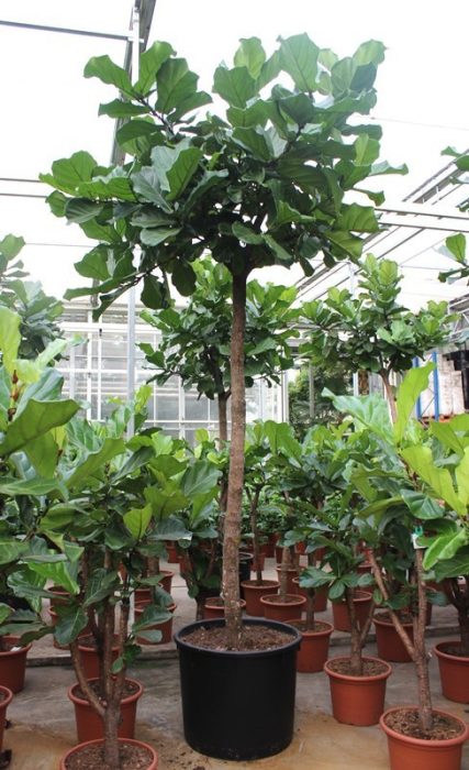 Ficus lyrata, D 80