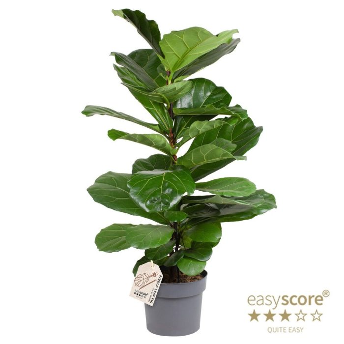 FICUS LYRATA, D 24