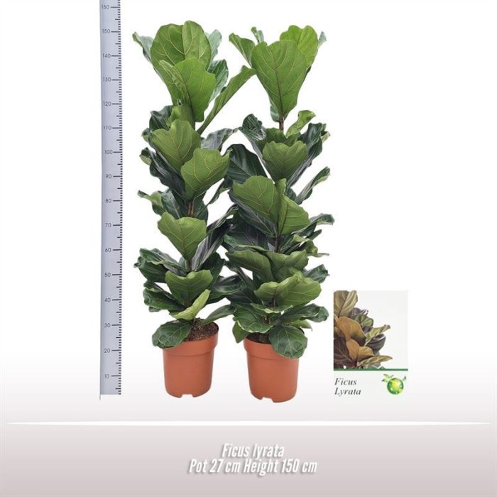 Ficus lyrata, D 27