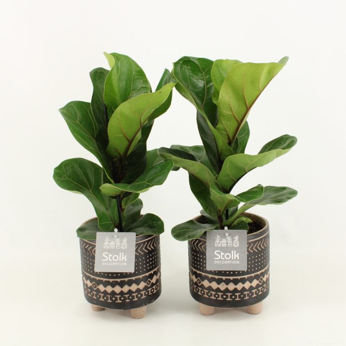 Ficus Lyrata in Maya keramiek, D 13