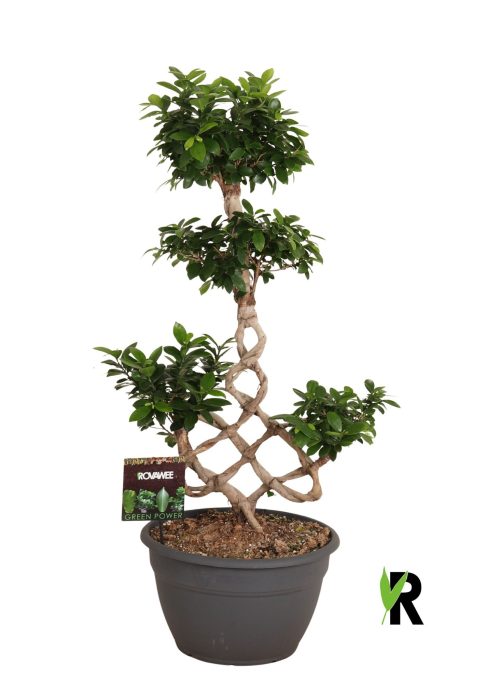 Ficus micr. chinese knot, D 35