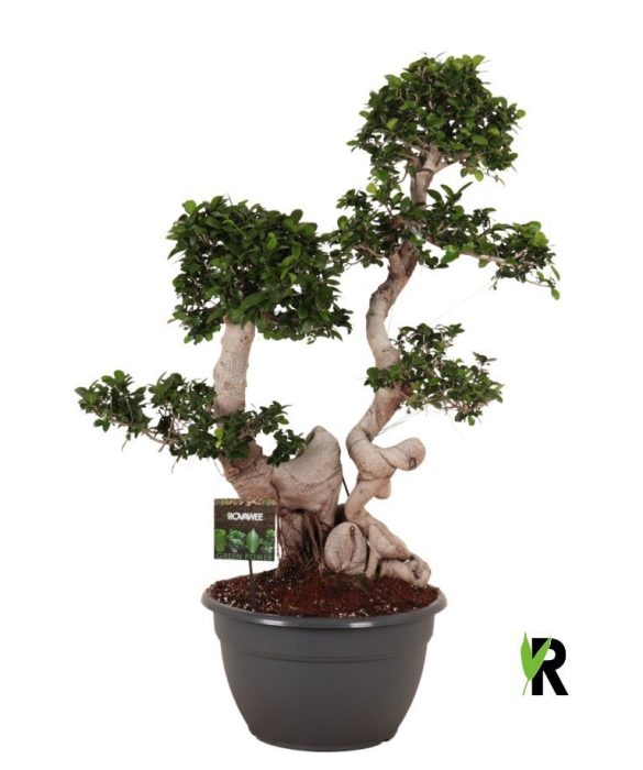 Ficus micr. Dragon root branched, D 40