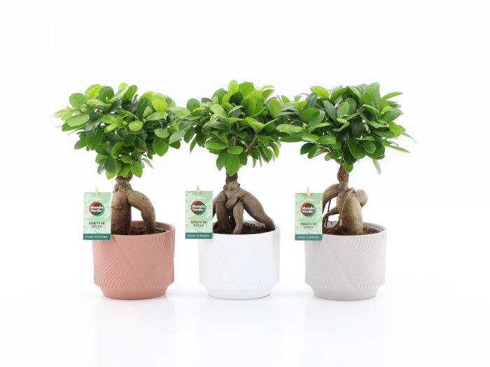 Ficus micr. Ginseng in Rodena keramiek, D 13
