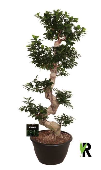 Ficus micr. S-type in kunststof sierpot, D 40