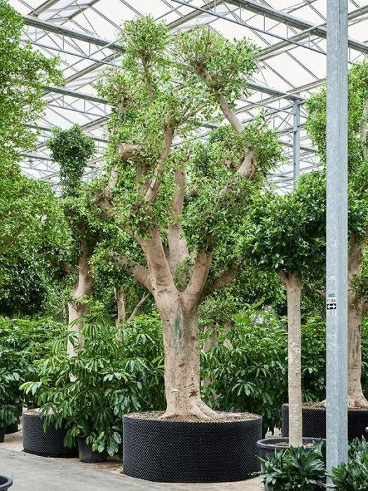 Ficus microcarpa 'Nitida' (600-700), D 150