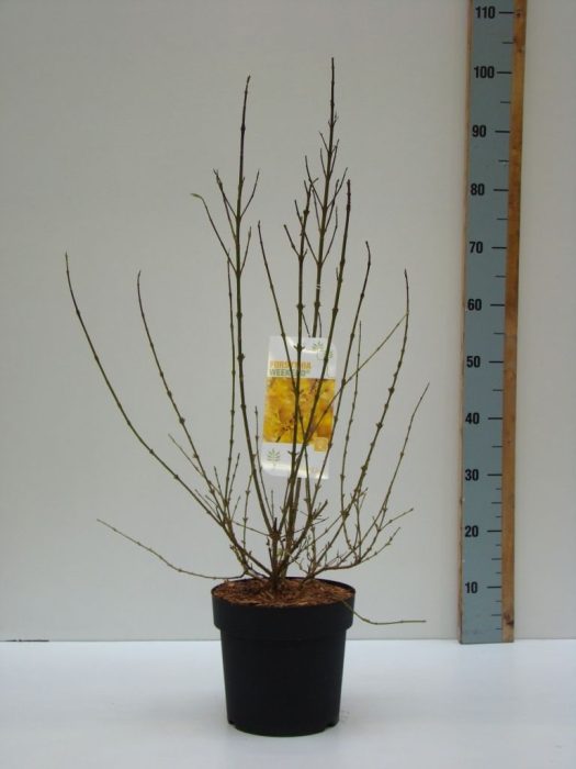Forsythia 'Weekend' C 4,6 50-60, D 23