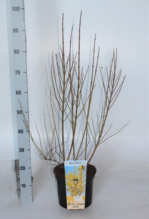 Forsythia intermedia 'Week-End', D 23