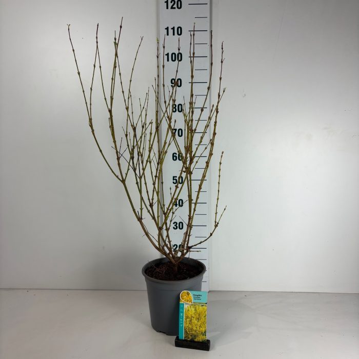 Forsythia intermedia Spectabilis, D 24