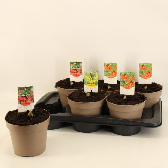 Fritillaria Gemengd, D 17