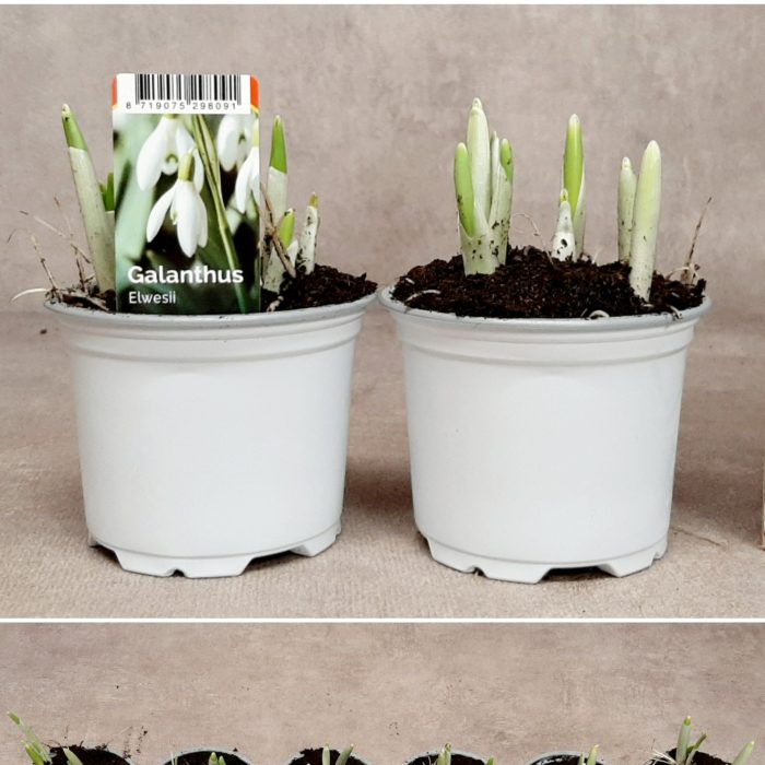 Galanthus Elwesii - 3 bollen, D 9