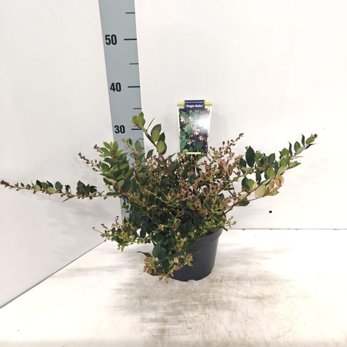 Gaulnettya w. 'Jingle Bells', D 17