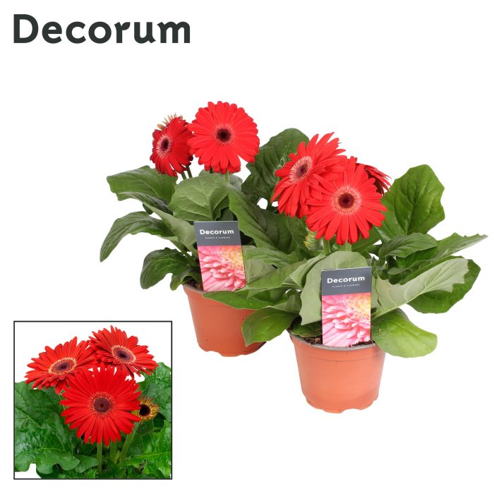 Gerbera 2+ bl. 12cm rood in hoes (diverse kleurtinten) Decorum, D 12