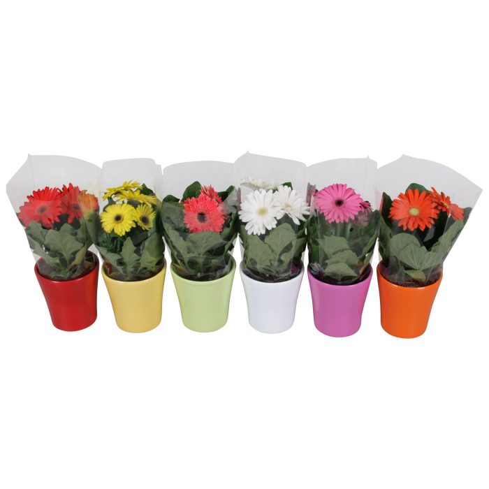 Gerbera belicht 2+ bl in stefanie keramiek div kleuren, D 12