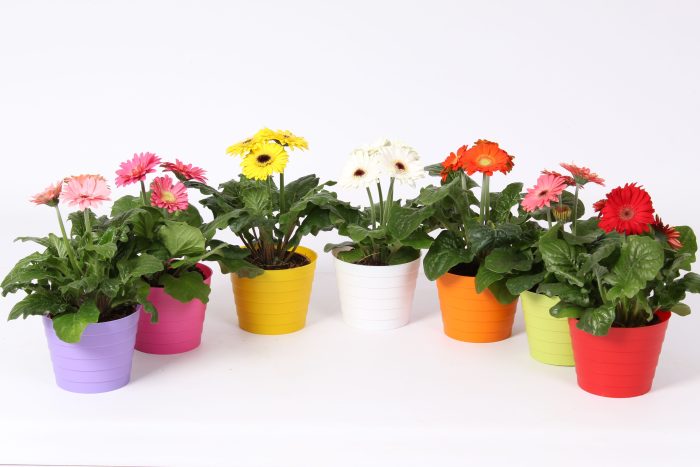 Gerbera belicht 2+bl 12cm in madrid pot diverse kleuren, D 12
